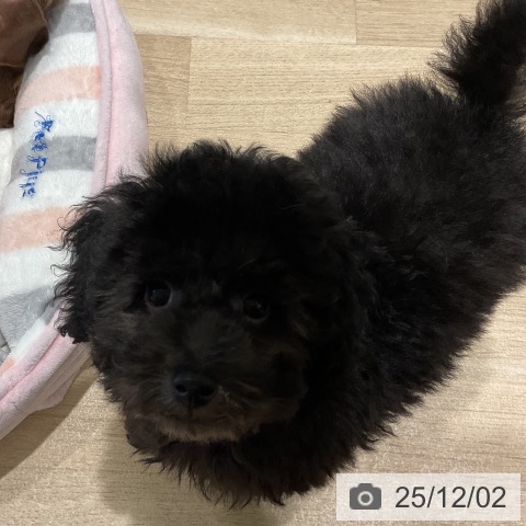 三重県のトイプードル(トイ) (ペットプラス 鈴鹿店/2025年9月10日生まれ/男の子/ブラック)の子犬の3枚目の画像