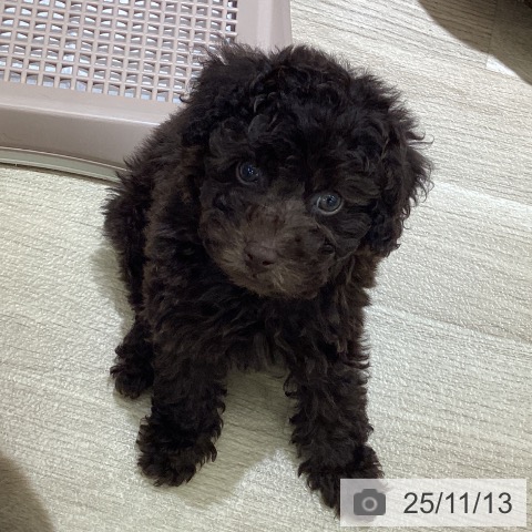 トイ・プードルの写真