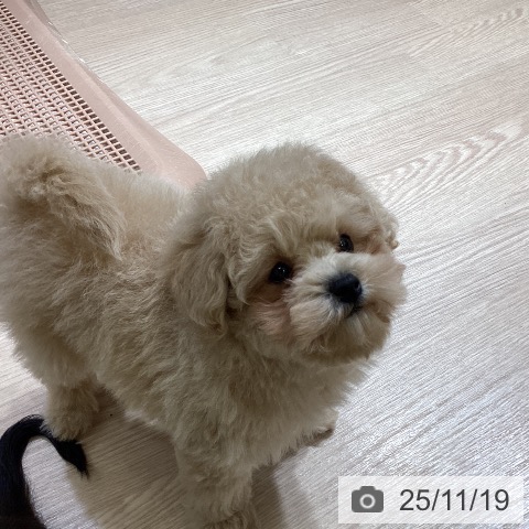 富山県のトイプードル(トイ) (ペットプラス 高岡店/2025年9月8日生まれ/男の子/ペールフォーン)の子犬の3枚目の画像