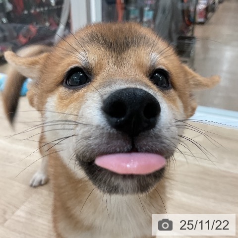 福岡県の柴犬(標準サイズ) (ペットプラス 香椎浜店/2025年9月6日生まれ/男の子/赤)の子犬の4枚目の画像