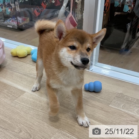 福岡県の柴犬(標準サイズ) (ペットプラス 香椎浜店/2025年9月6日生まれ/男の子/赤)の子犬の3枚目の画像