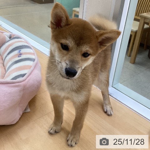 愛知県の柴犬(標準サイズ) (ペットプラス 三好店/2025年9月6日生まれ/女の子/赤)の子犬の4枚目の画像