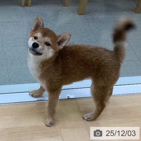 愛知県の柴犬(標準サイズ) (ペットプラス 三好店/2025年9月6日生まれ/女の子/赤)の子犬の3枚目の画像