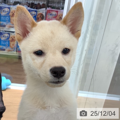 大阪府の柴犬(標準サイズ) (ペットプラス りんくう泉南店/2025年9月6日生まれ/女の子/白)の子犬の4枚目の画像