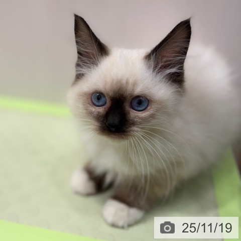 ラグドールの写真