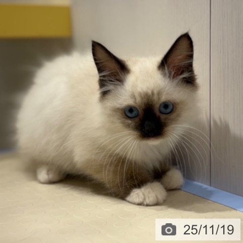 ラグドールの写真