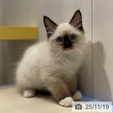 ラグドールの写真