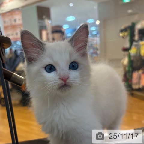 ラグドールの写真