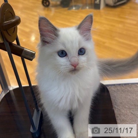 ラグドールの写真