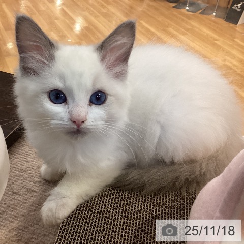 ラグドールの写真