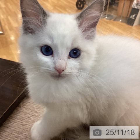 ラグドールの写真