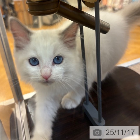 ラグドールの写真