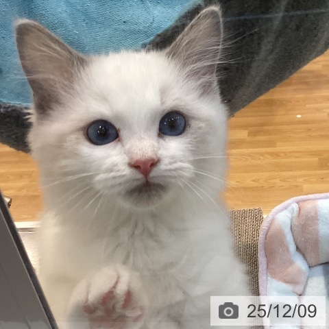 京都府のラグドール (ペットプラス イオンモールKYOTO店/2025年9月11日生まれ/男の子/ブルーポイントバイカラー)の子猫の4枚目の画像