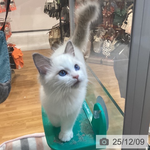京都府のラグドール (ペットプラス イオンモールKYOTO店/2025年9月11日生まれ/男の子/ブルーポイントバイカラー)の子猫の3枚目の画像