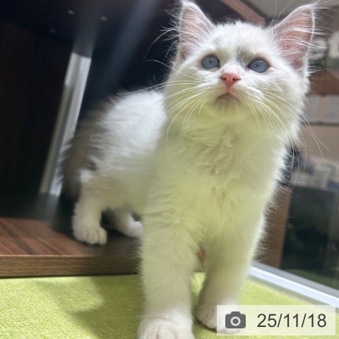 ラグドールの写真