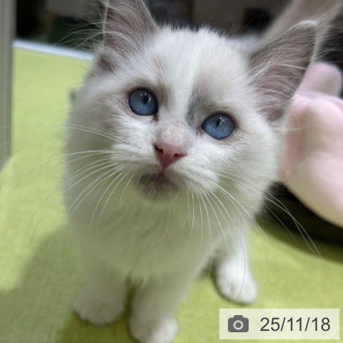 ラグドールの写真