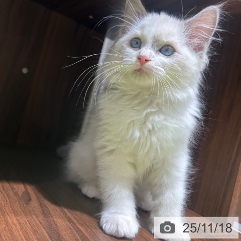 ラグドールの写真