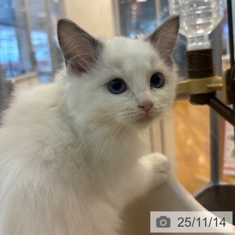 ラグドールの写真