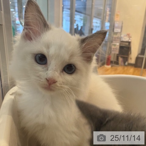 ラグドールの写真