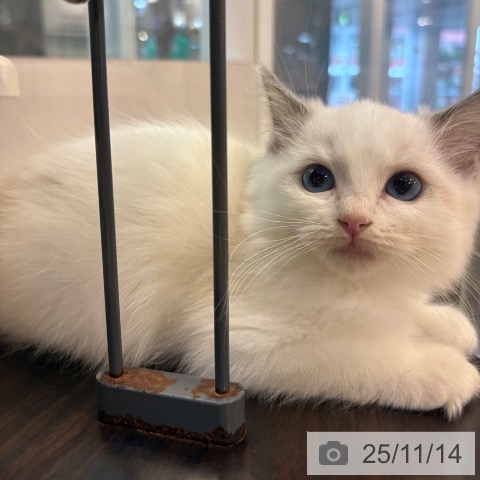 ラグドールの写真