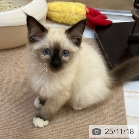 兵庫県のラグドール (ペットプラス 姫路大津店/2025年9月11日生まれ/女の子/シールポイントミテッド)の子猫の4枚目の画像