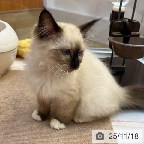 兵庫県のラグドール (ペットプラス 姫路大津店/2025年9月11日生まれ/女の子/シールポイントミテッド)の子猫の3枚目の画像