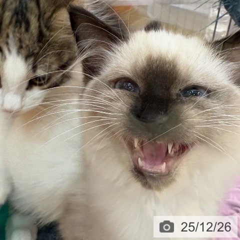 兵庫県のラグドール (ペットプラス 姫路大津店/2025年9月11日生まれ/女の子/シールポイントミテッド)の子猫の3枚目の画像