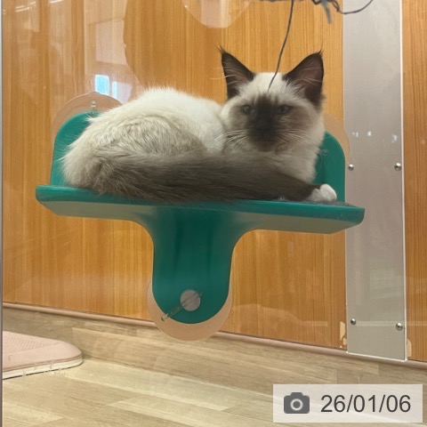 兵庫県のラグドール (ペットプラス 姫路大津店/2025年9月11日生まれ/女の子/シールポイントミテッド)の子猫の3枚目の画像