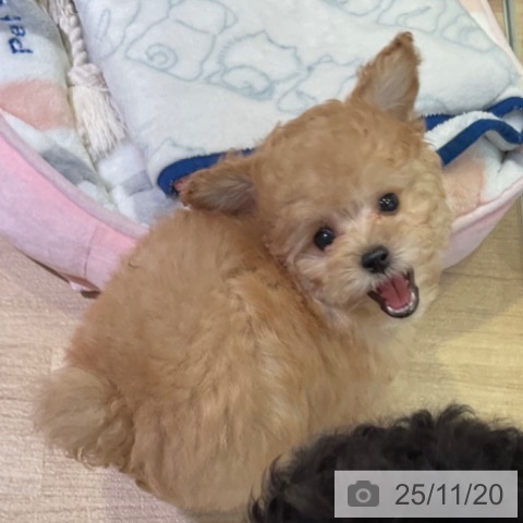 トイ・プードルの写真