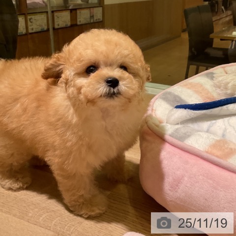 トイ・プードルの写真