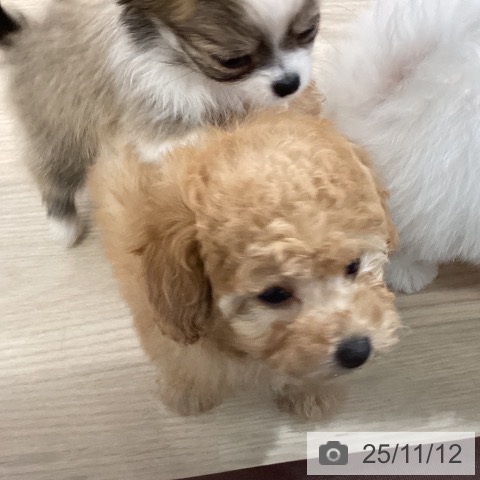 トイ・プードルの写真