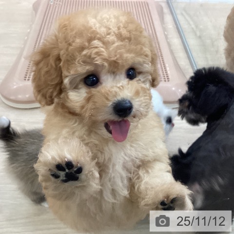 トイ・プードルの写真