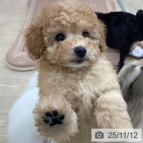 トイ・プードルの写真