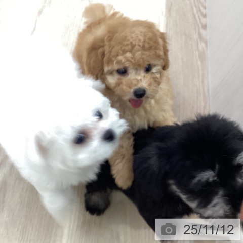 トイ・プードルの写真