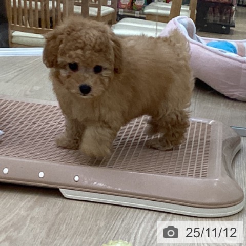 トイ・プードルの写真