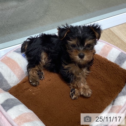 ペットプラス 立川高島屋S.C.店 | ヨークシャー・テリアの詳細情報