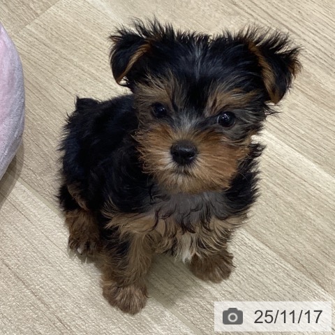 ペットプラス 立川高島屋S.C.店 | ヨークシャー・テリアの詳細情報 ペットプラス 立川高島屋S.C.店 | ヨークシャー・テリアの詳細情報