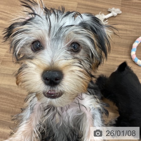 茨城県のヨークシャーテリア (ペッツワン 古河店/2025年9月12日生まれ/女の子/スチールブルータン)の子犬の4枚目の画像