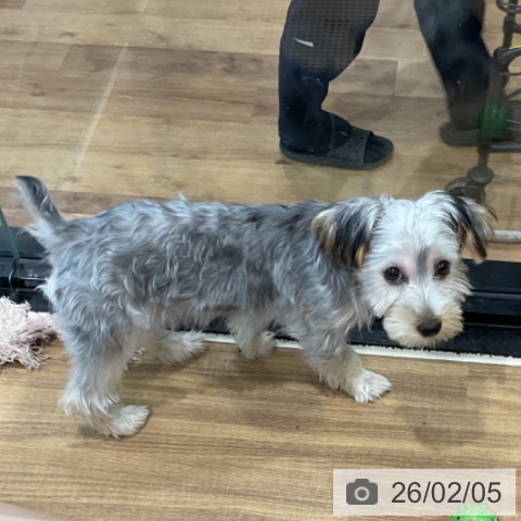 埼玉県のヨークシャーテリア (ペッツワン 新座店/2025年9月12日生まれ/女の子/スチールブルータン)の子犬の4枚目の画像