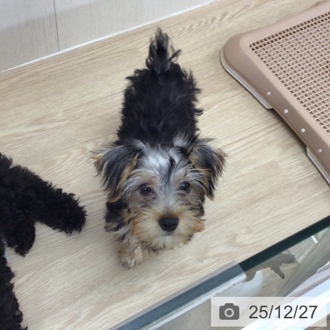 埼玉県のヨークシャーテリア (ペットプラス 八潮店/2025年9月12日生まれ/女の子/スチールブルータン)の子犬の3枚目の画像