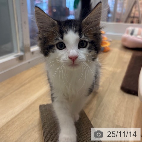 ノルウェージャンフォレストキャットの写真