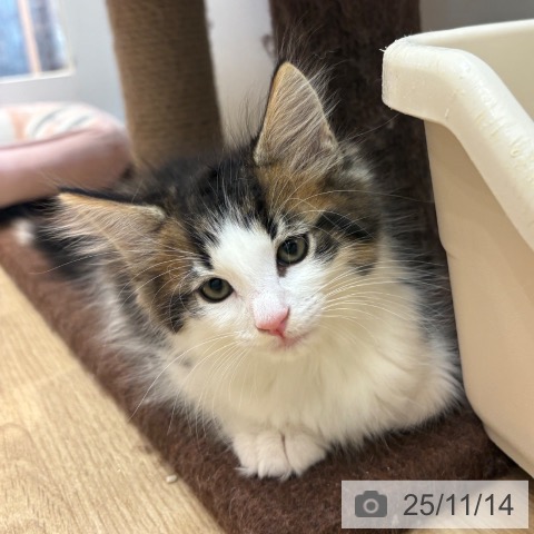 ノルウェージャンフォレストキャットの写真