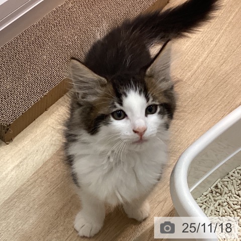 京都府のノルウェージャンフォレストキャット (ペットプラス イオンモールKYOTO店/2025年9月9日生まれ/男の子/ブラウンタビーホワイト)の子猫の3枚目の画像