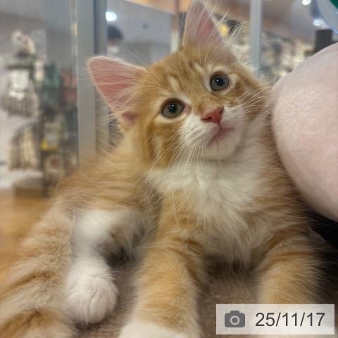 ノルウェージャンフォレストキャットの写真