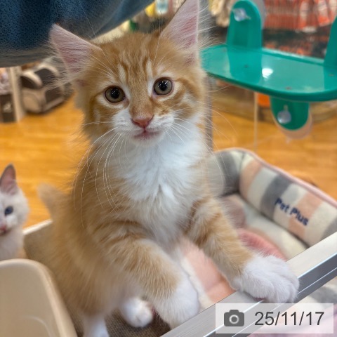 ノルウェージャンフォレストキャットの写真