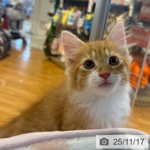 ノルウェージャンフォレストキャットの写真