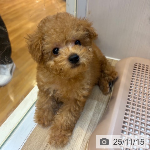 トイ・プードルの写真