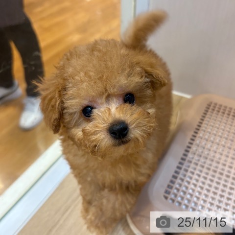 トイ・プードルの写真