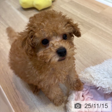 トイ・プードルの写真