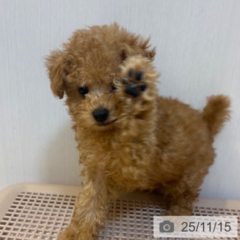 京都府のトイプードル(トイ) (ペットプラス イオンモールKYOTO店/2025年9月8日生まれ/男の子/アプリコット)の子犬の3枚目の画像